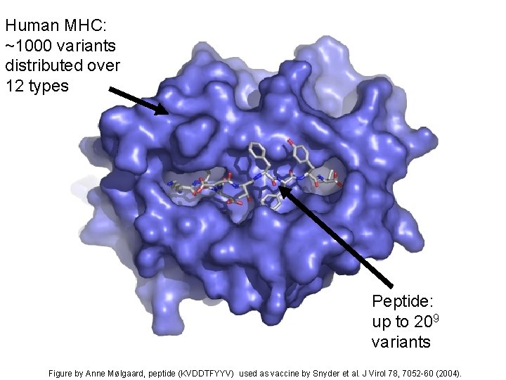 Human MHC: ~1000 variants distributed over 12 types Peptide: up to 209 variants Figure