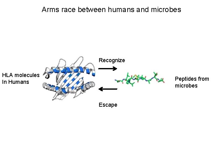 Arms race between humans and microbes Recognize HLA molecules In Humans Peptides from microbes