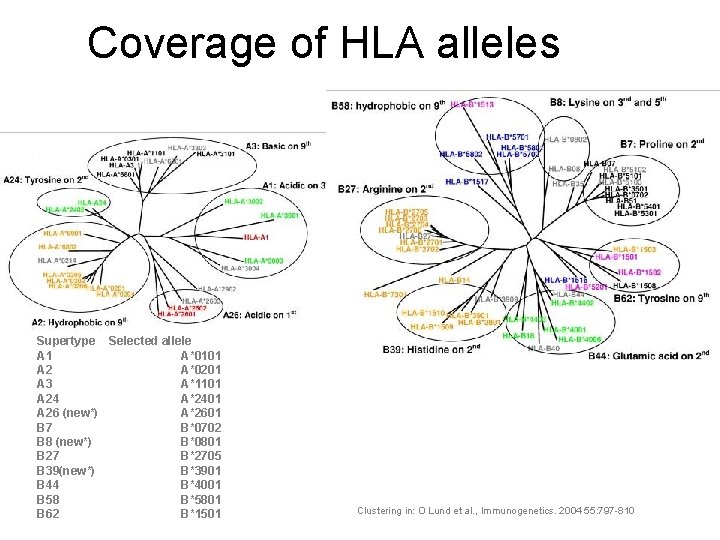 Coverage of HLA alleles Supertype Selected allele A 1 A*0101 A 2 A*0201 A