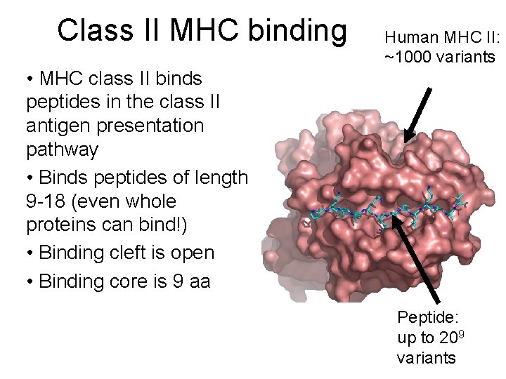 Class II MHC binding Human MHC II: ~1000 variants • MHC class II binds
