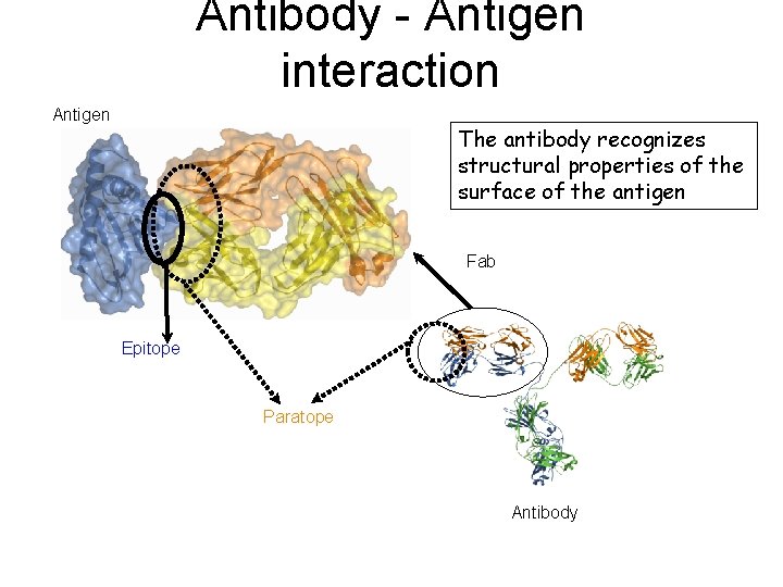 Antibody - Antigen interaction Antigen The antibody recognizes structural properties of the surface of