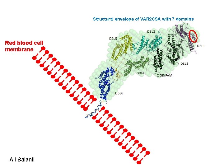 Structural envelope of VAR 2 CSA with 7 domains Red blood cell membrane Ali