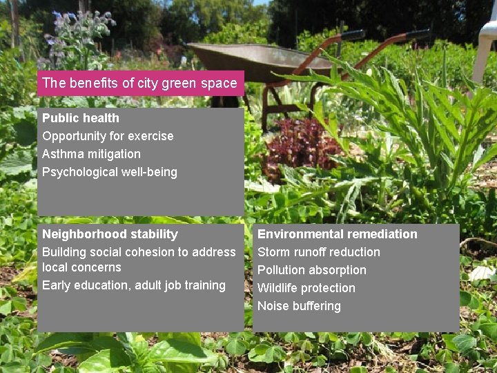 The benefits of city green space Public health Opportunity for exercise Asthma mitigation Psychological