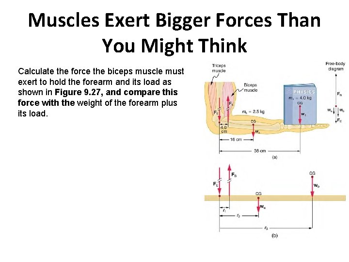 Muscles Exert Bigger Forces Than You Might Think Calculate the force the biceps muscle