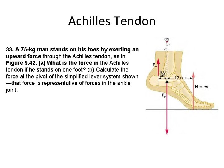 Achilles Tendon 33. A 75 -kg man stands on his toes by exerting an