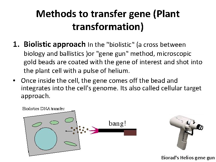 Methods to transfer gene (Plant transformation) 1. Biolistic approach In the "biolistic" (a cross