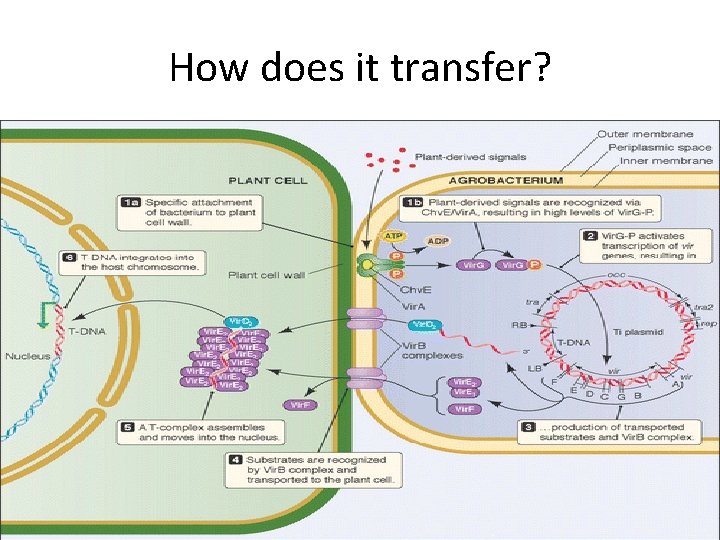 How does it transfer? 