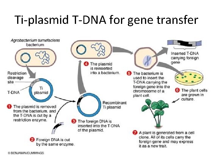 Ti-plasmid T-DNA for gene transfer 