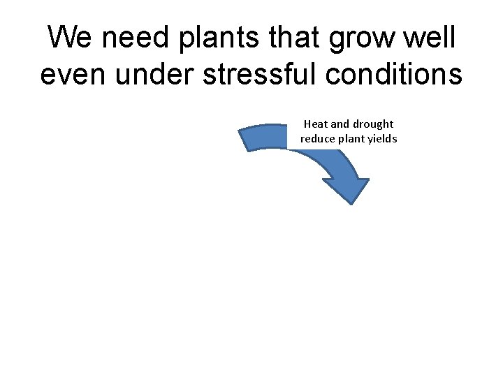 We need plants that grow well even under stressful conditions Heat and drought reduce