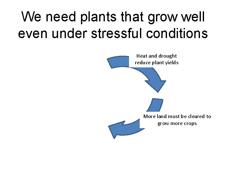 We need plants that grow well even under stressful conditions Heat and drought reduce