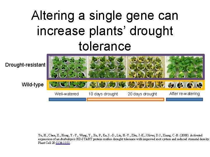 Altering a single gene can increase plants’ drought tolerance Drought-resistant Wild-type Well-watered 10 days