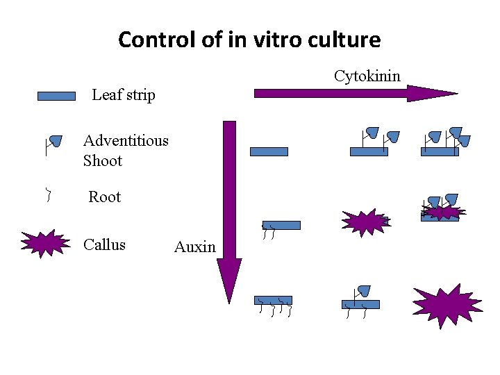 Control of in vitro culture Cytokinin Leaf strip Adventitious Shoot Root Callus Auxin 