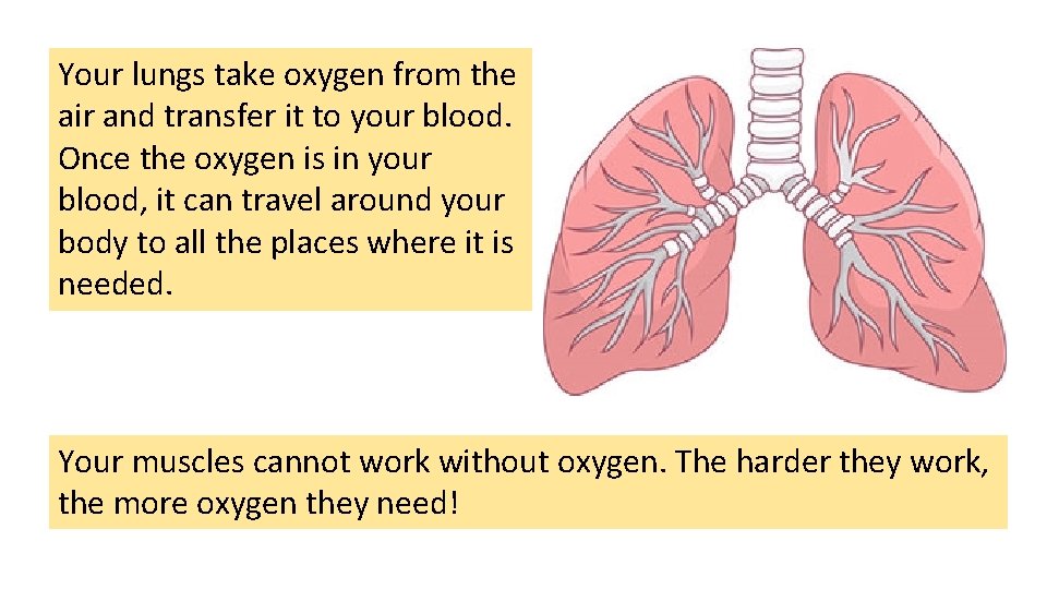 Your lungs take oxygen from the air and transfer it to your blood. Once