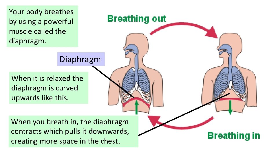 Your body breathes by using a powerful muscle called the diaphragm. Diaphragm When it