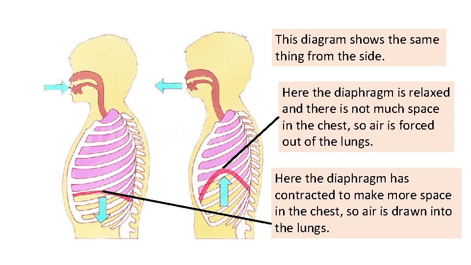 This diagram shows the same thing from the side. Here the diaphragm is relaxed