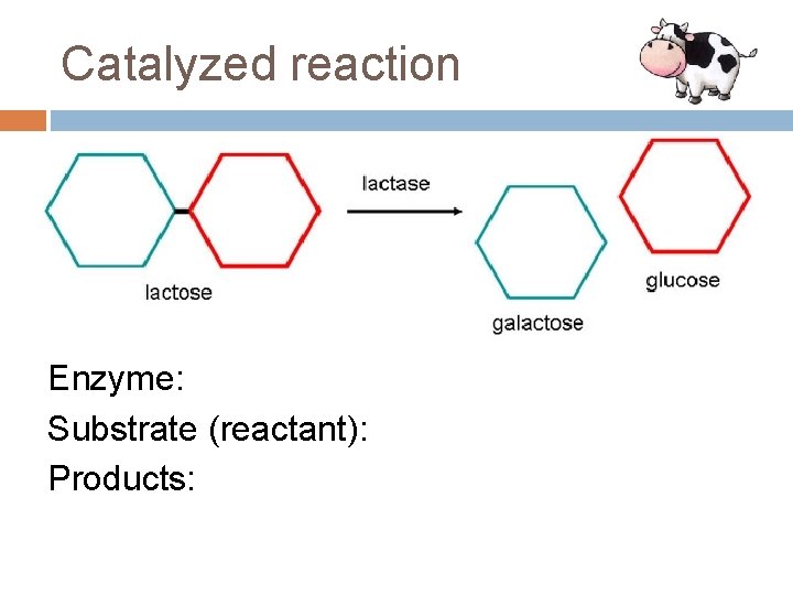 Catalyzed reaction Enzyme: Substrate (reactant): Products: 