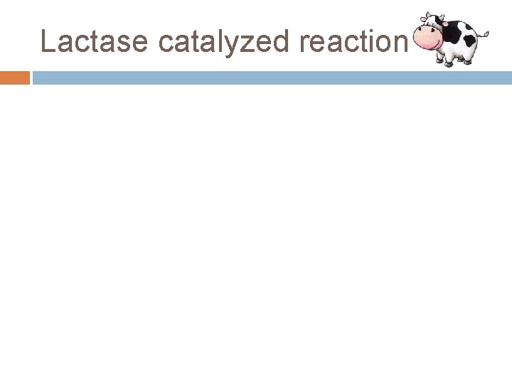 Lactase catalyzed reaction 