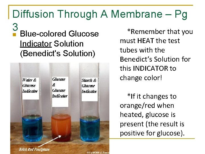 Diffusion Through A Membrane – Pg 3 *Remember that you Blue-colored Glucose Indicator Solution