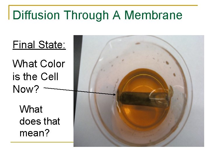 Diffusion Through A Membrane Final State: What Color is the Cell Now? What does