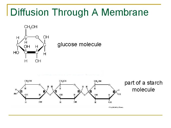 Diffusion Through A Membrane glucose molecule part of a starch molecule 