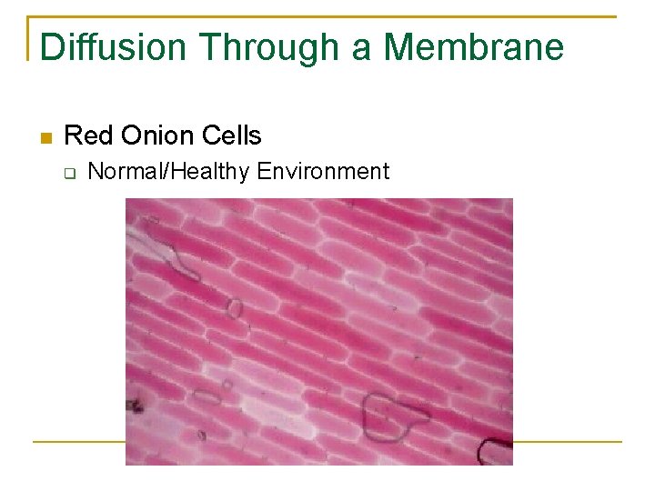 Diffusion Through a Membrane Red Onion Cells Normal/Healthy Environment 