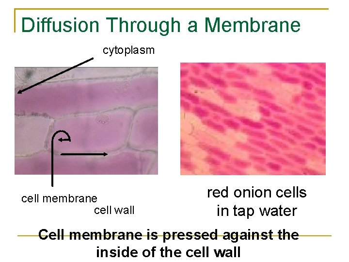 Diffusion Through a Membrane cytoplasm cell membrane cell wall red onion cells in tap