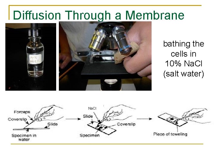 Diffusion Through a Membrane bathing the cells in 10% Na. Cl (salt water) Na.