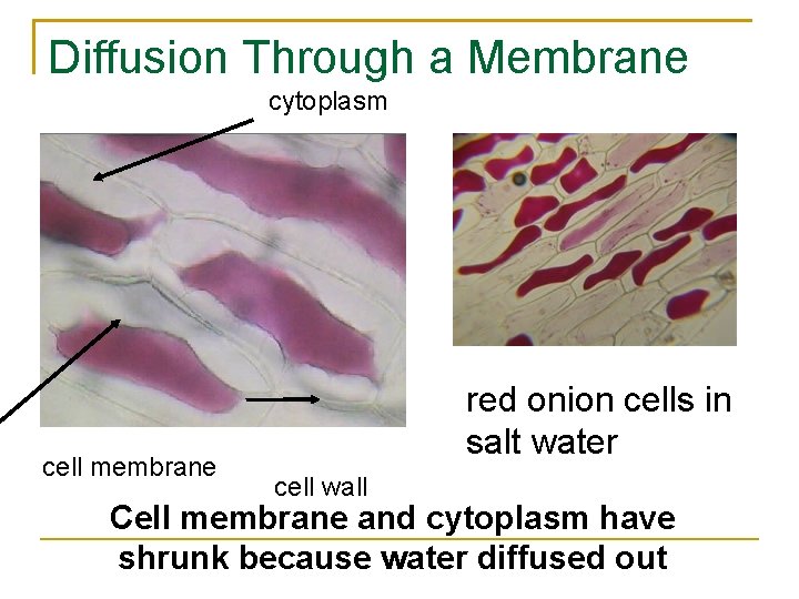 Diffusion Through a Membrane cytoplasm cell membrane red onion cells in salt water cell