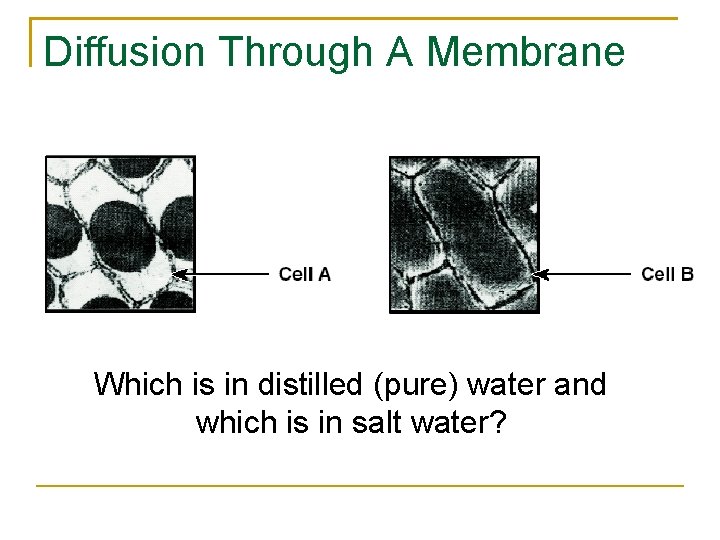 Diffusion Through A Membrane Which is in distilled (pure) water and which is in