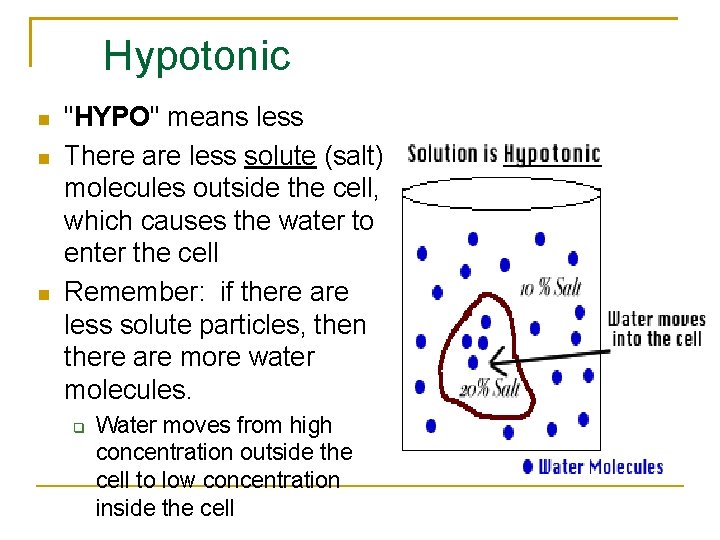 Hypotonic "HYPO" means less There are less solute (salt) molecules outside the cell, which