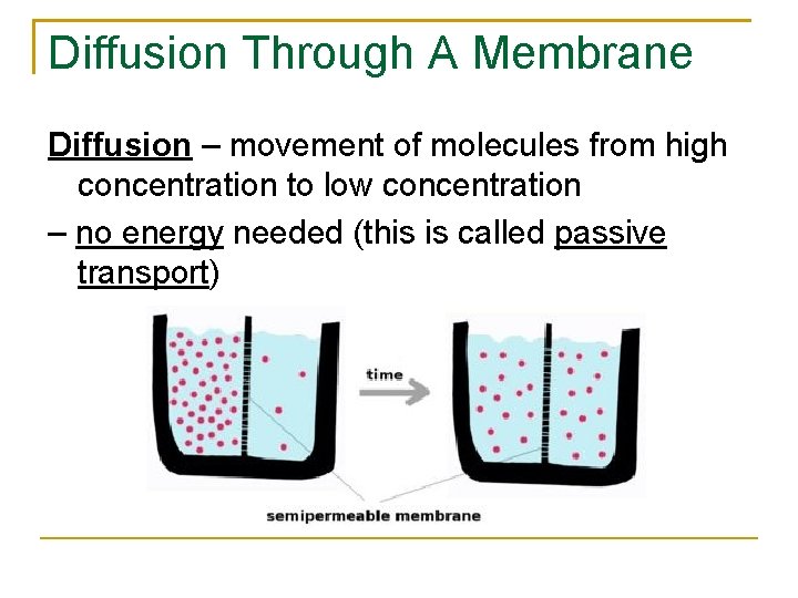 Diffusion Through A Membrane Diffusion – movement of molecules from high concentration to low