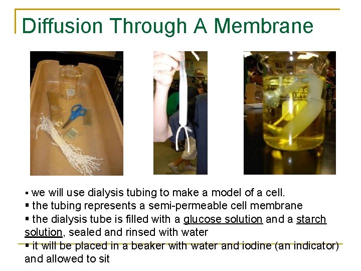 Diffusion Through A Membrane we will use dialysis tubing to make a model of