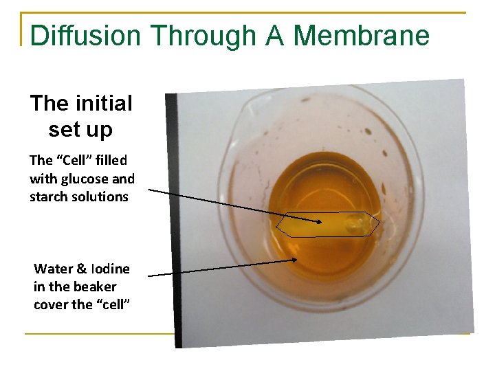 Diffusion Through A Membrane The initial set up The “Cell” filled with glucose and