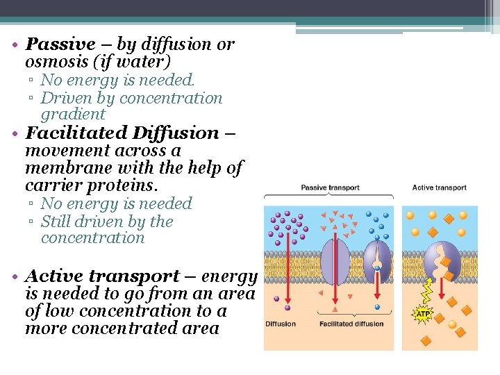  • Passive – by diffusion or osmosis (if water) ▫ No energy is