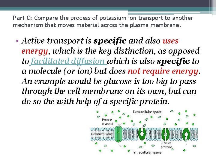 Part C: Compare the process of potassium ion transport to another mechanism that moves