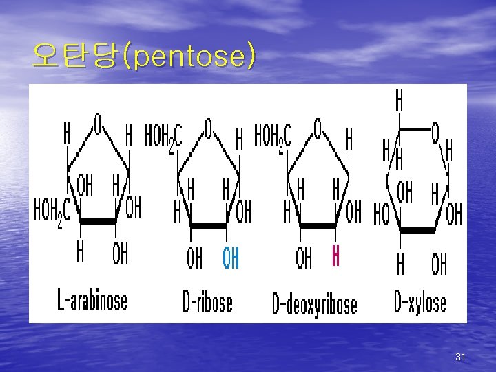 오탄당(pentose) 31 