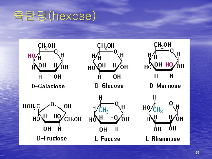 육탄당(hexose) 34 