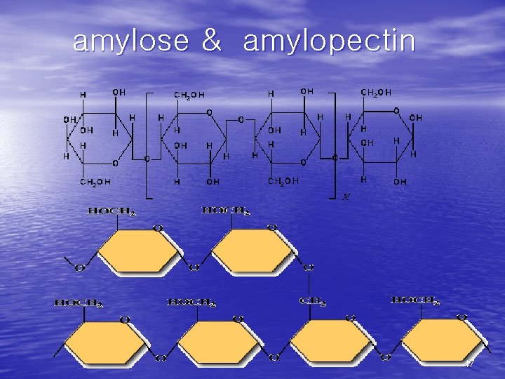 amylose & amylopectin 47 