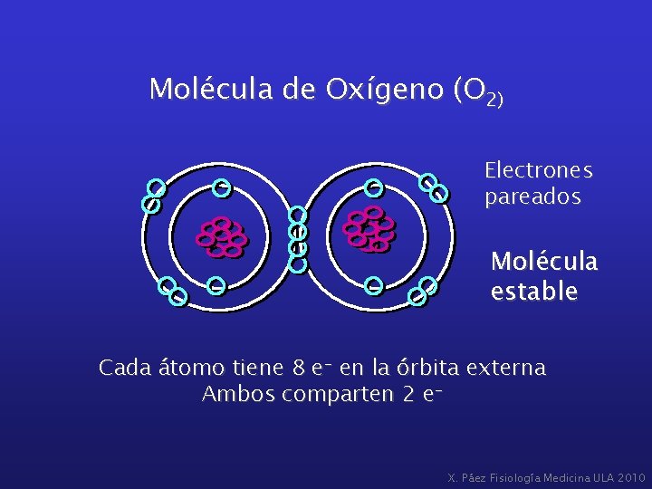 Molécula de Oxígeno (O 2) Electrones pareados Molécula estable Cada átomo tiene 8 e-