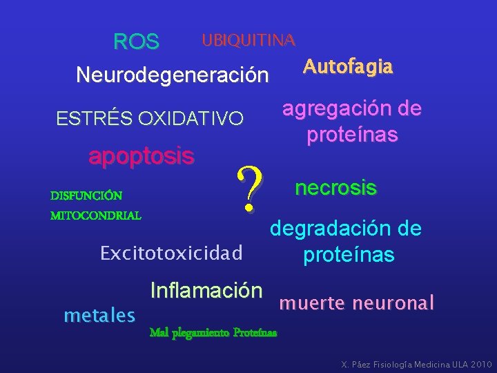 UBIQUITINA ROS Autofagia Neurodegeneración agregación de proteínas ESTRÉS OXIDATIVO apoptosis DISFUNCIÓN MITOCONDRIAL ? Excitotoxicidad