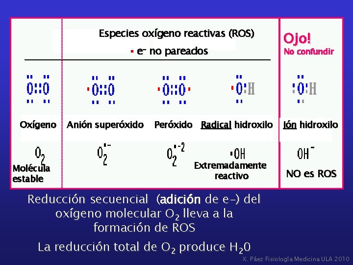 Especies oxígeno reactivas (ROS) § e- no pareados Oxígeno Molécula estable Anión superóxido Ojo!