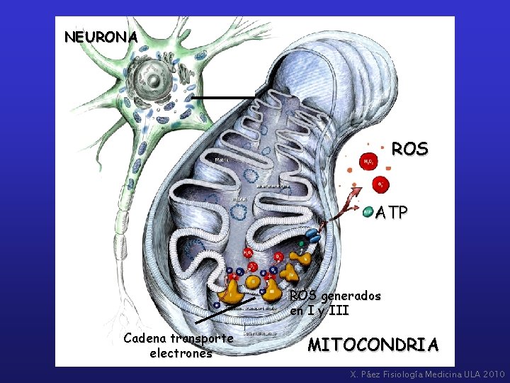 NEURONA ROS ATP ROS generados en I y III Cadena transporte electrones MITOCONDRIA X.
