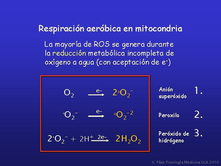 Respiración aeróbica en mitocondria La mayoría de ROS se genera durante la reducción metabólica