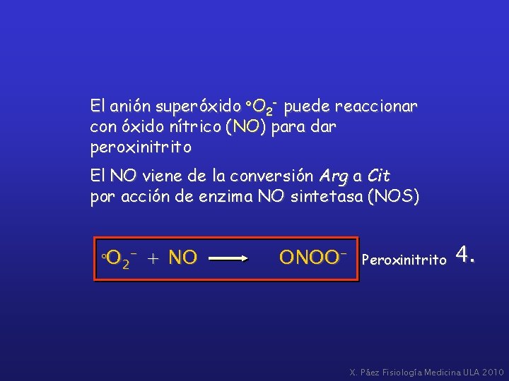 El anión superóxido ºO 2 - puede reaccionar con óxido nítrico (NO) para dar