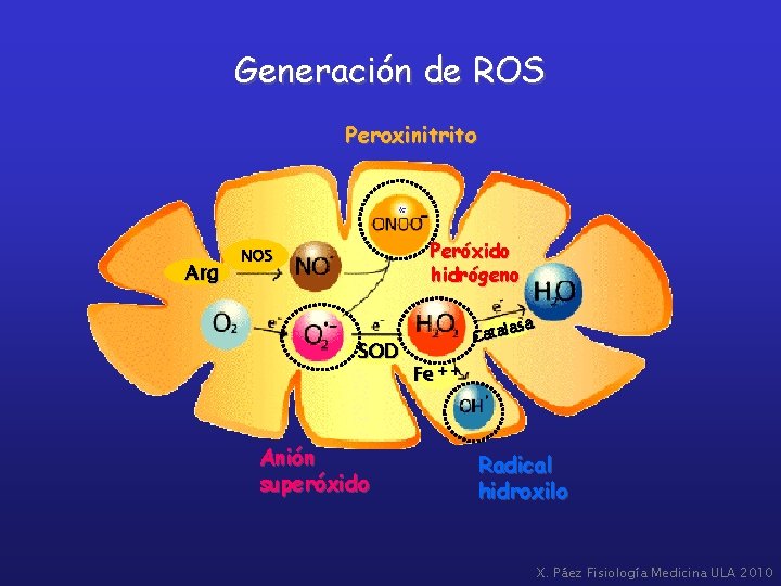 Generación de ROS Peroxinitrito Arg Peróxido hidrógeno NOS SOD Anión superóxido lasa Cata Fe