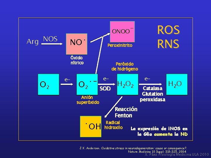 Arg NOS ONOO NO· Peroxinitrito Óxido nítrico O 2 e- ROS RNS - Peróxido