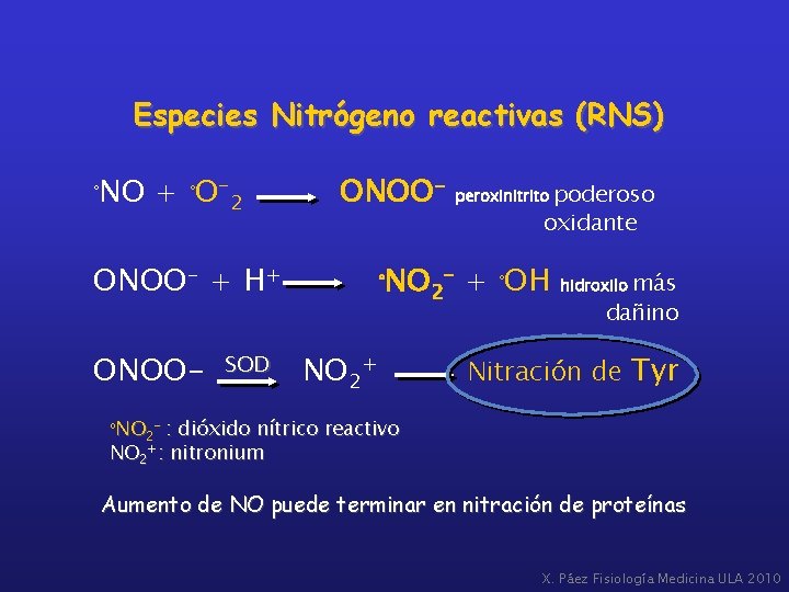 Especies Nitrógeno reactivas (RNS) NO + ºO-2 º ONOO- + H+ ONOO- SOD poderoso