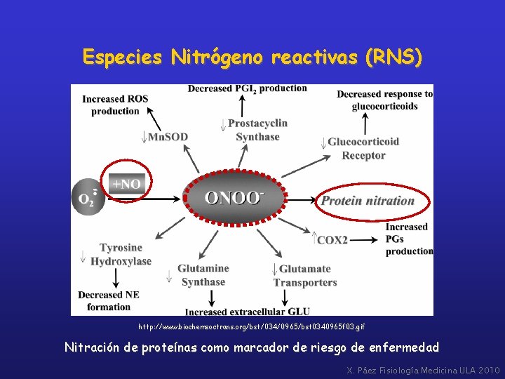Especies Nitrógeno reactivas (RNS) http: //www. biochemsoctrans. org /bst/034/0965/bst 0340965 f 03. gif http: