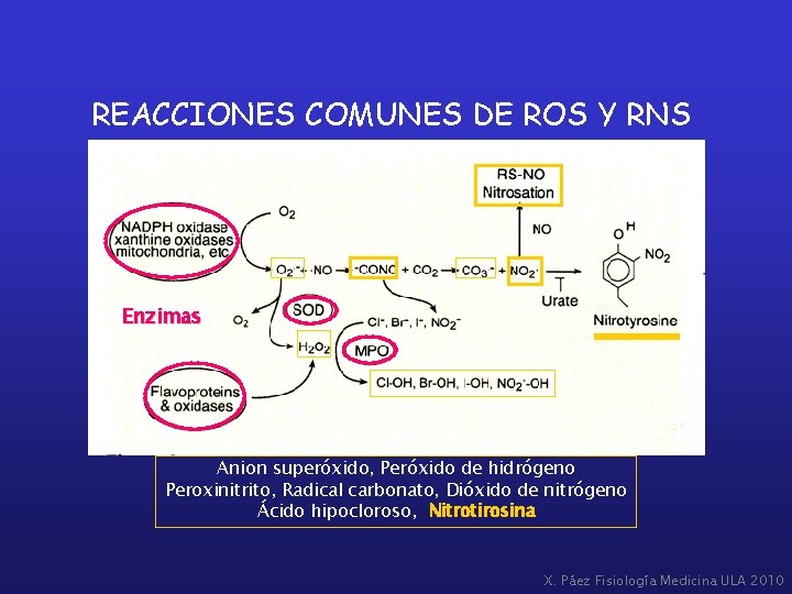 REACCIONES COMUNES DE ROS Y RNS Enzimas Anion superóxido, Peróxido de hidrógeno Peroxinitrito, Radical