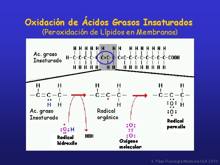 Oxidación de Ácidos Grasos Insaturados (Peroxidación de Lípidos en Membranas) Ac. graso Insaturado Radical